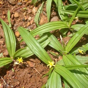 Le Curculigo : une plante pour renforcer le système immunitaire en Afrique