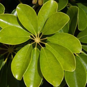 Parapluie de singe : cette plante atypique soigne la splénomégalie
